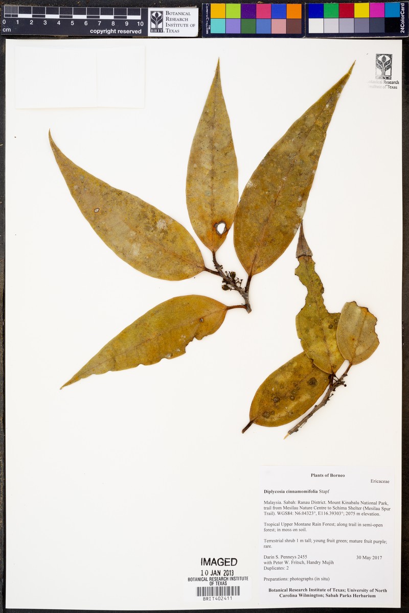 Gaultheria cinnamomifolia