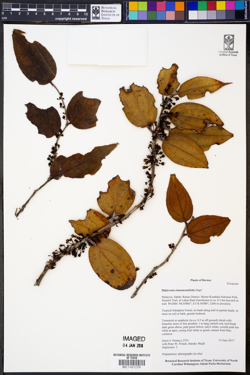 Gaultheria cinnamomifolia photo 2