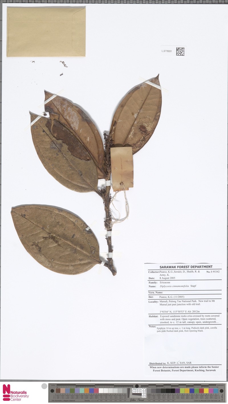 Gaultheria cinnamomifolia photo 3