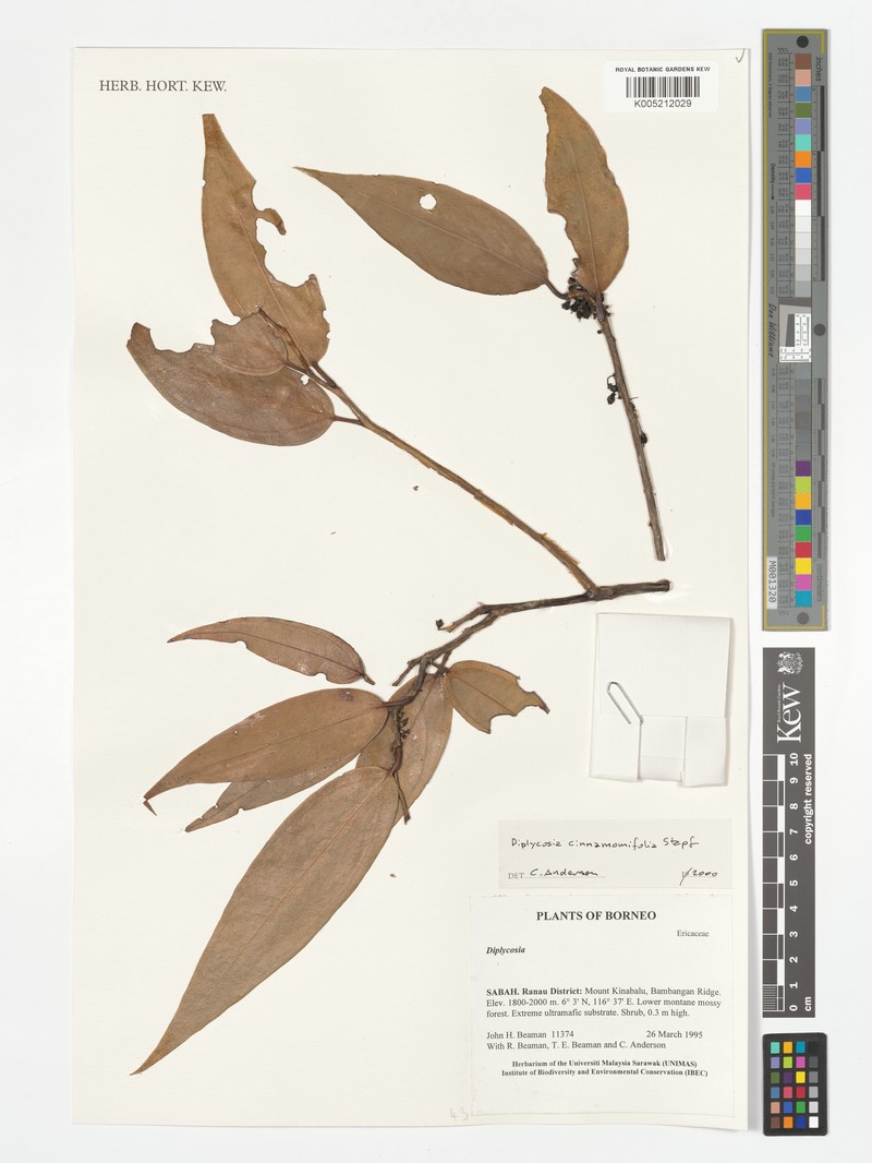 Gaultheria cinnamomifolia photo 4