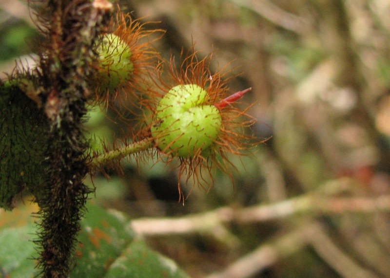 Gaultheria clementium