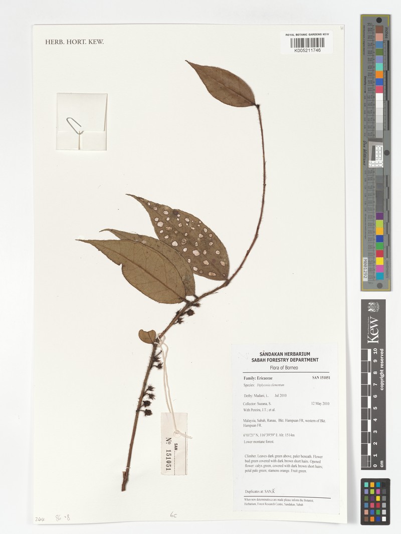 Gaultheria clementium photo 2