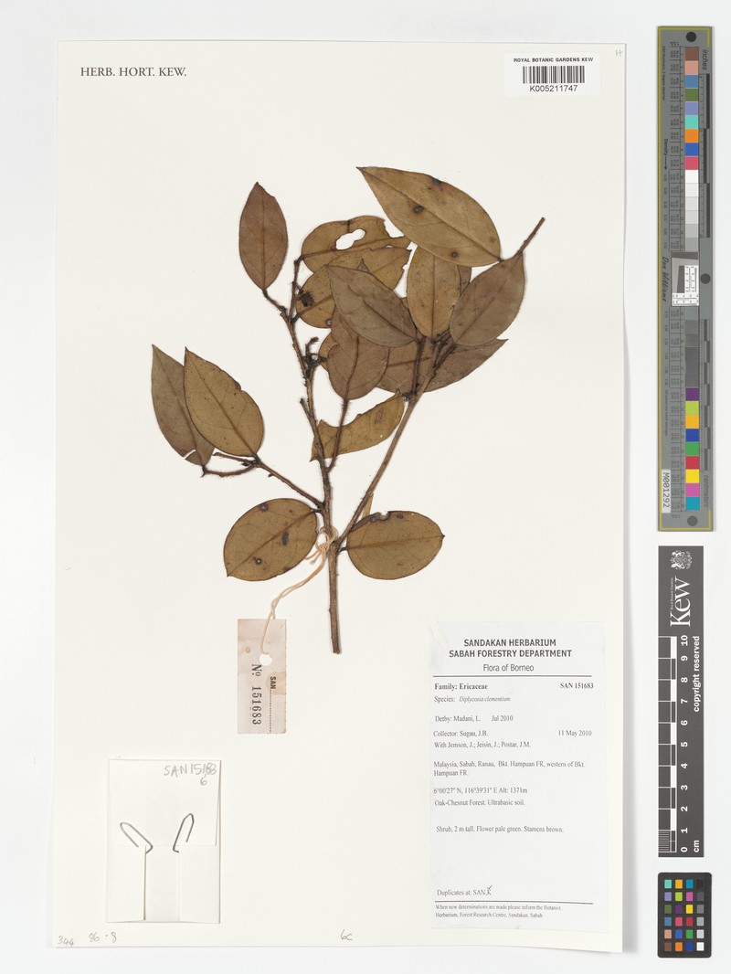 Gaultheria clementium photo 3
