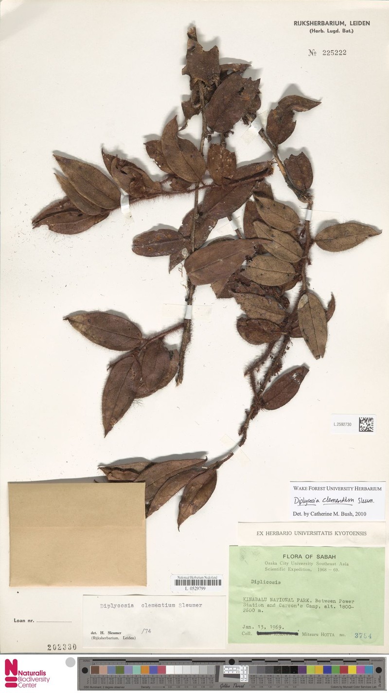 Gaultheria clementium photo 4