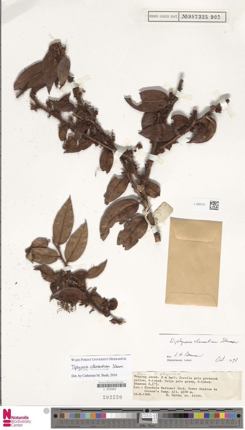Gaultheria clementium photo 5