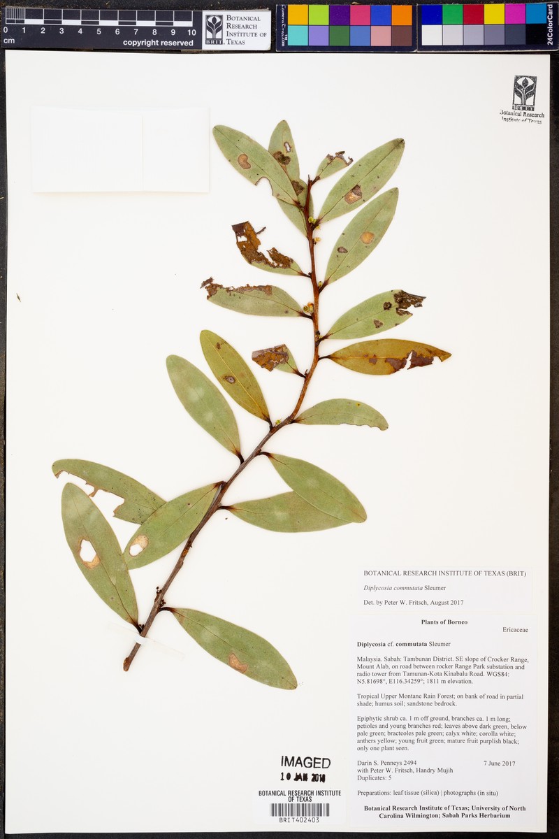 Gaultheria commutata