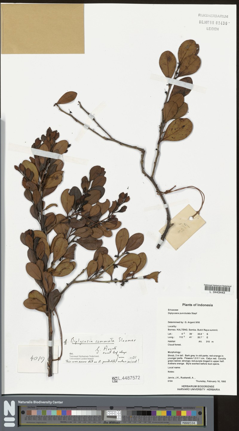 Gaultheria commutata photo 2