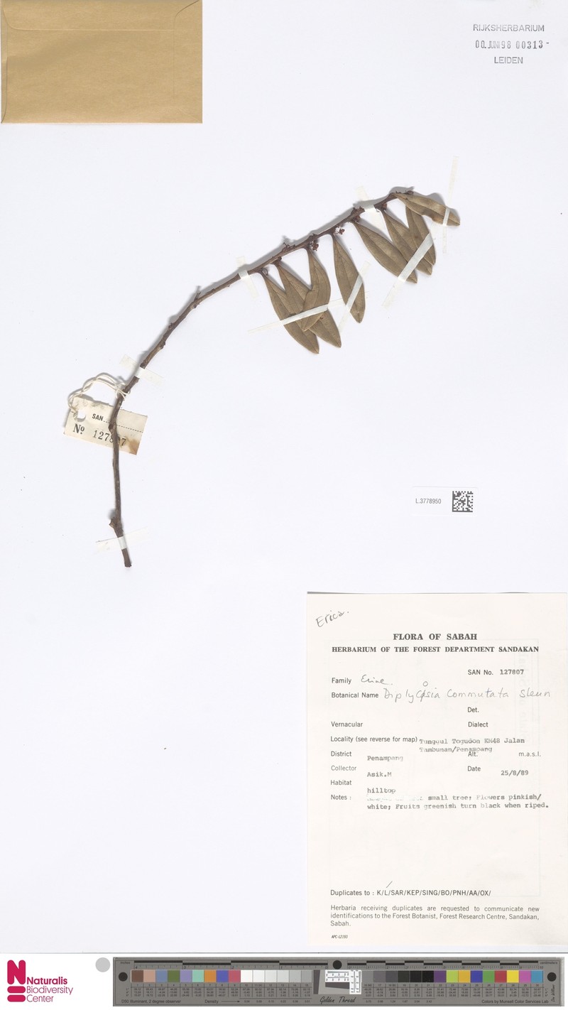 Gaultheria commutata photo 4
