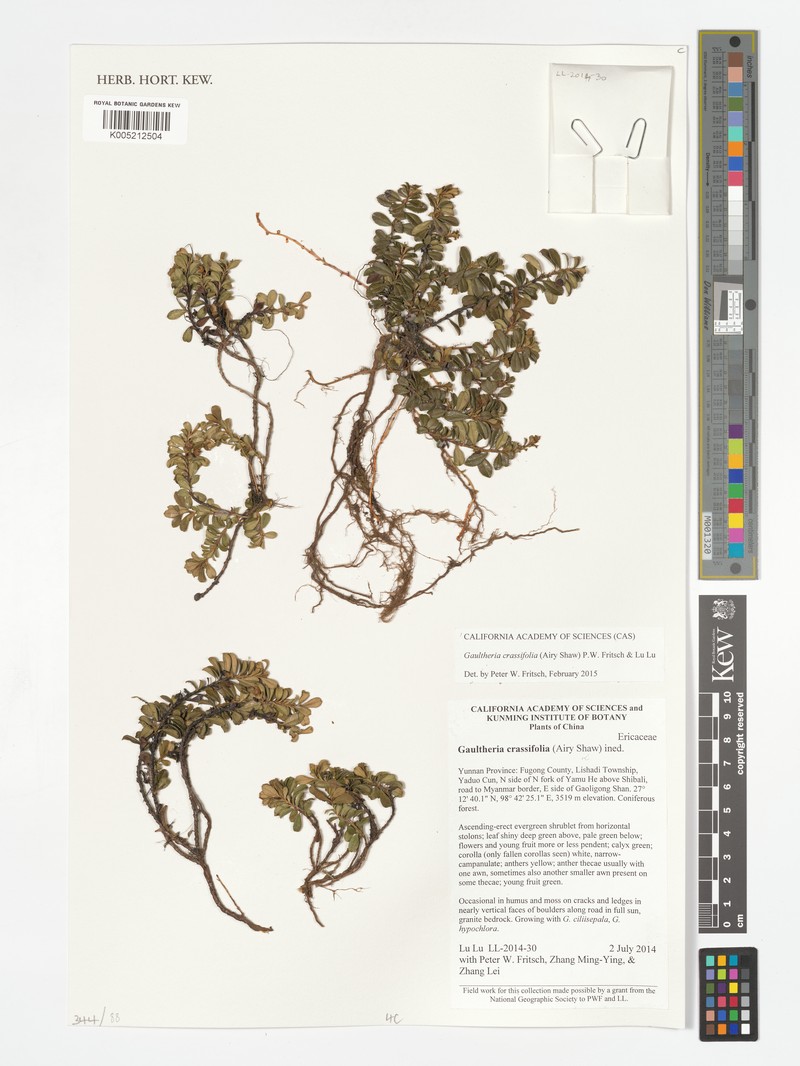 Gaultheria crassifolia photo 2