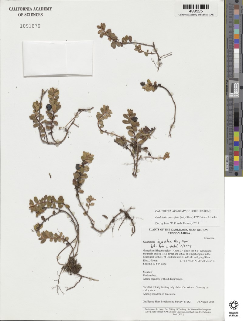 Gaultheria crassifolia photo 3