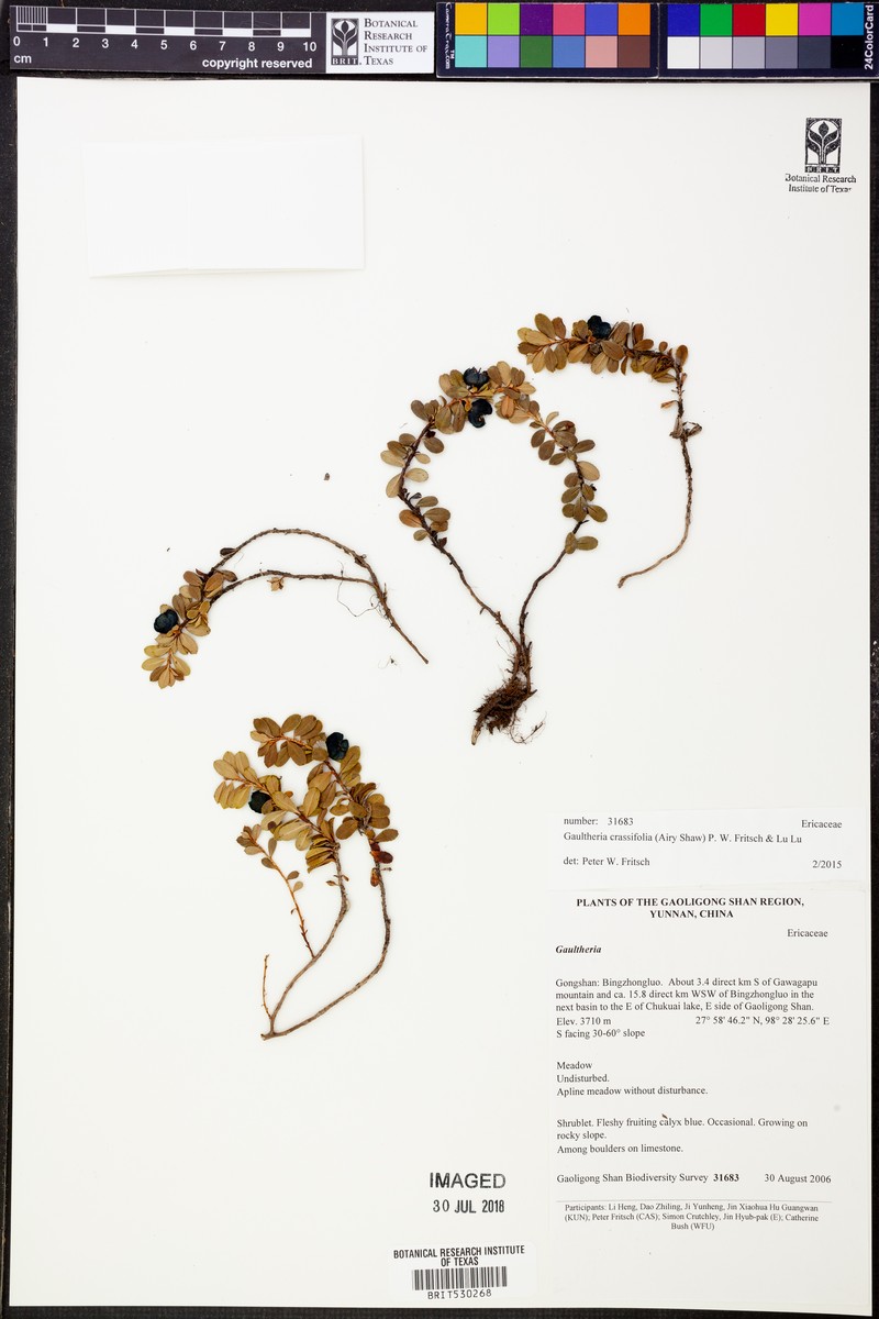 Gaultheria crassifolia photo 4