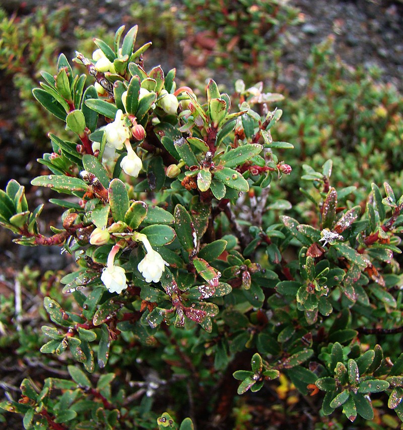 Gaultheria crassifolia