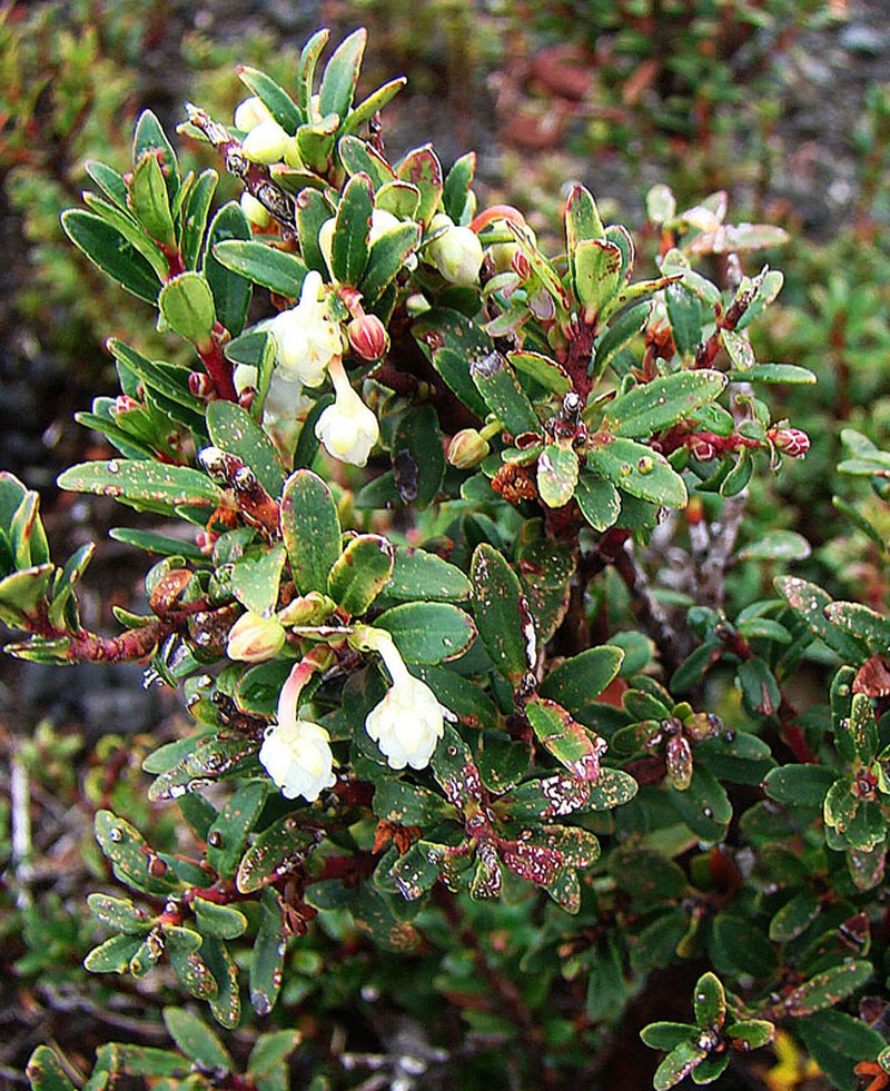 Gaultheria crassifolia photo 5