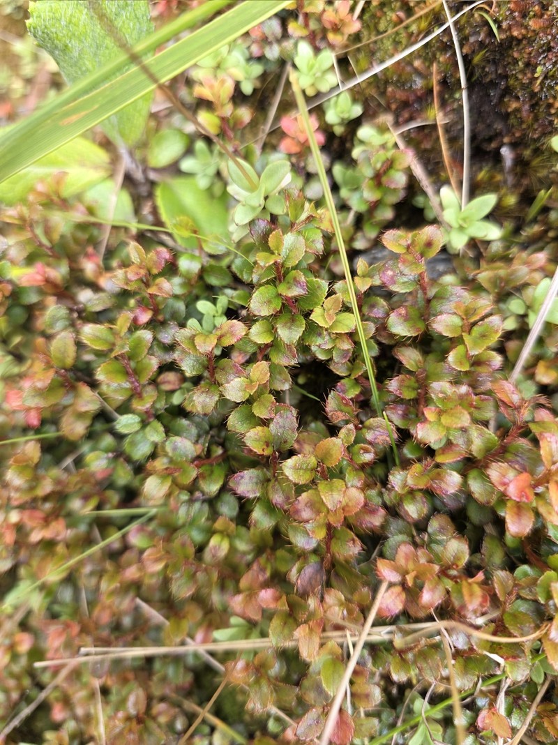 Gaultheria depressa var. depressa