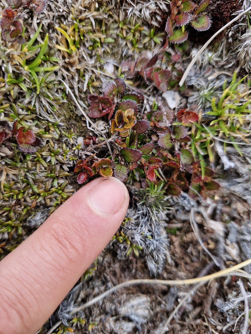 Gaultheria depressa var. depressa photo 2