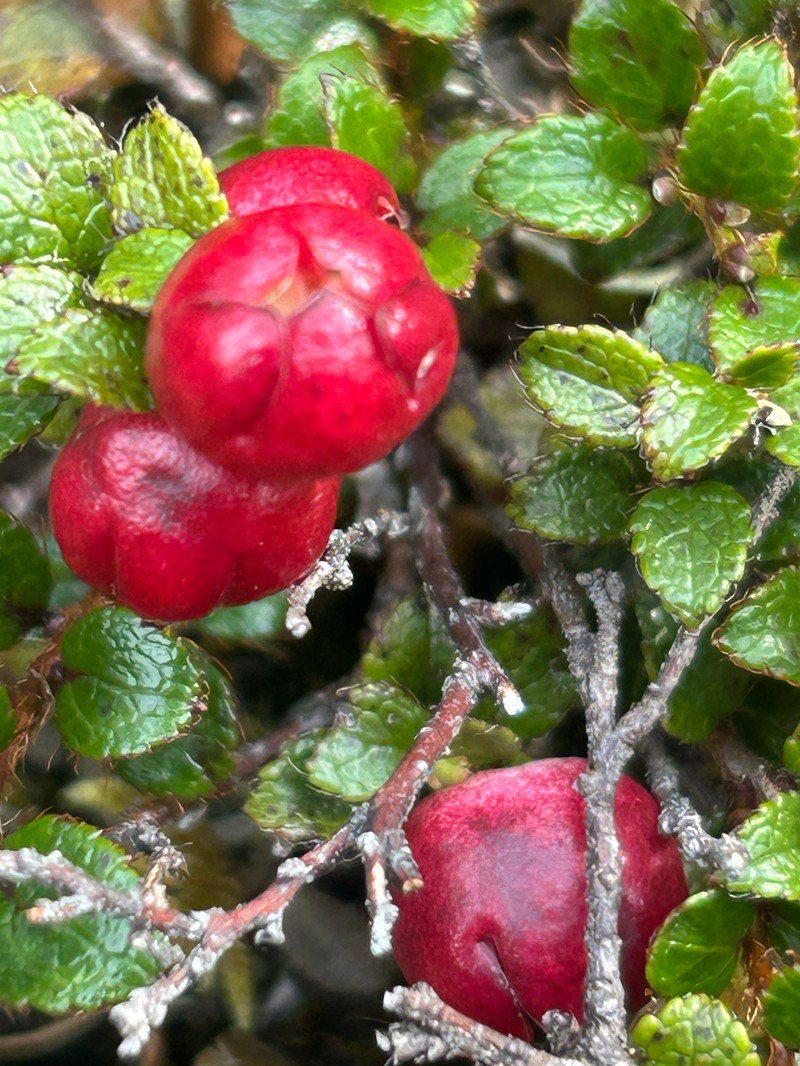 Gaultheria depressa var. depressa photo 3