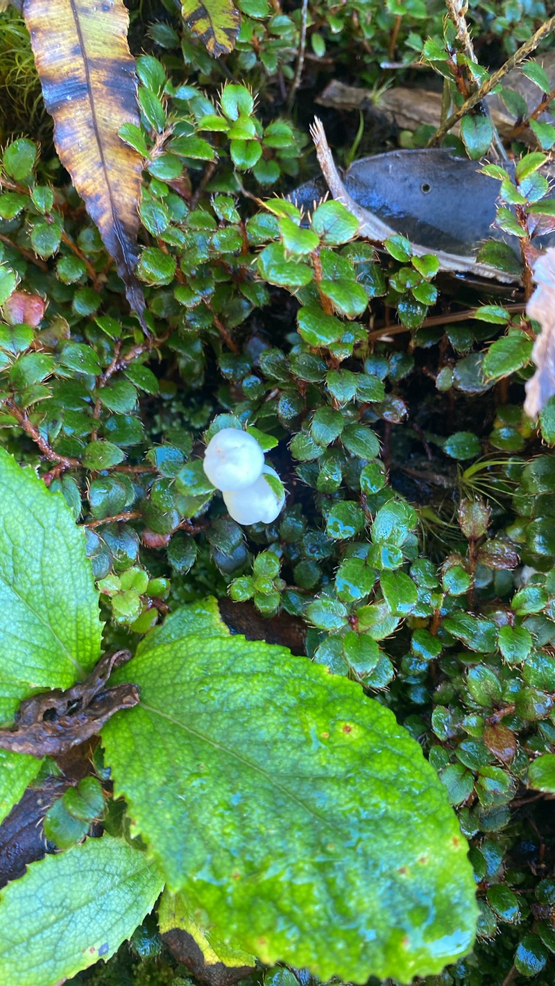 Gaultheria depressa var. depressa photo 4