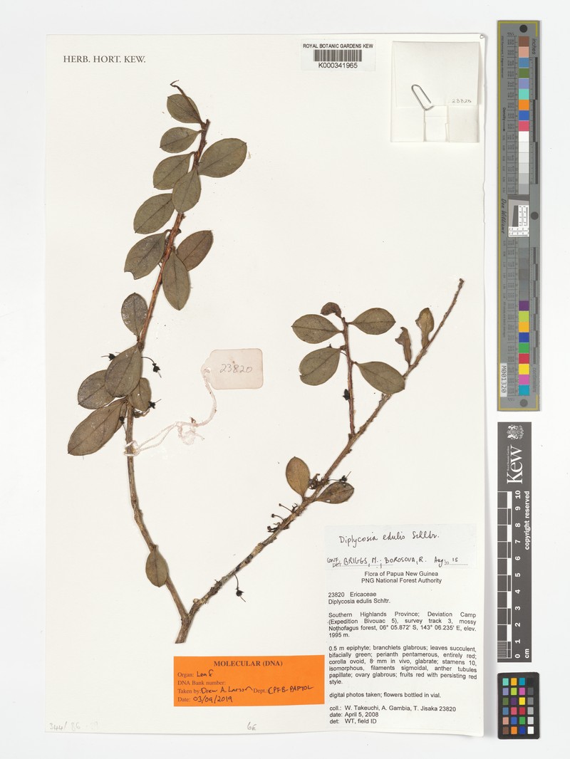 Gaultheria edulis