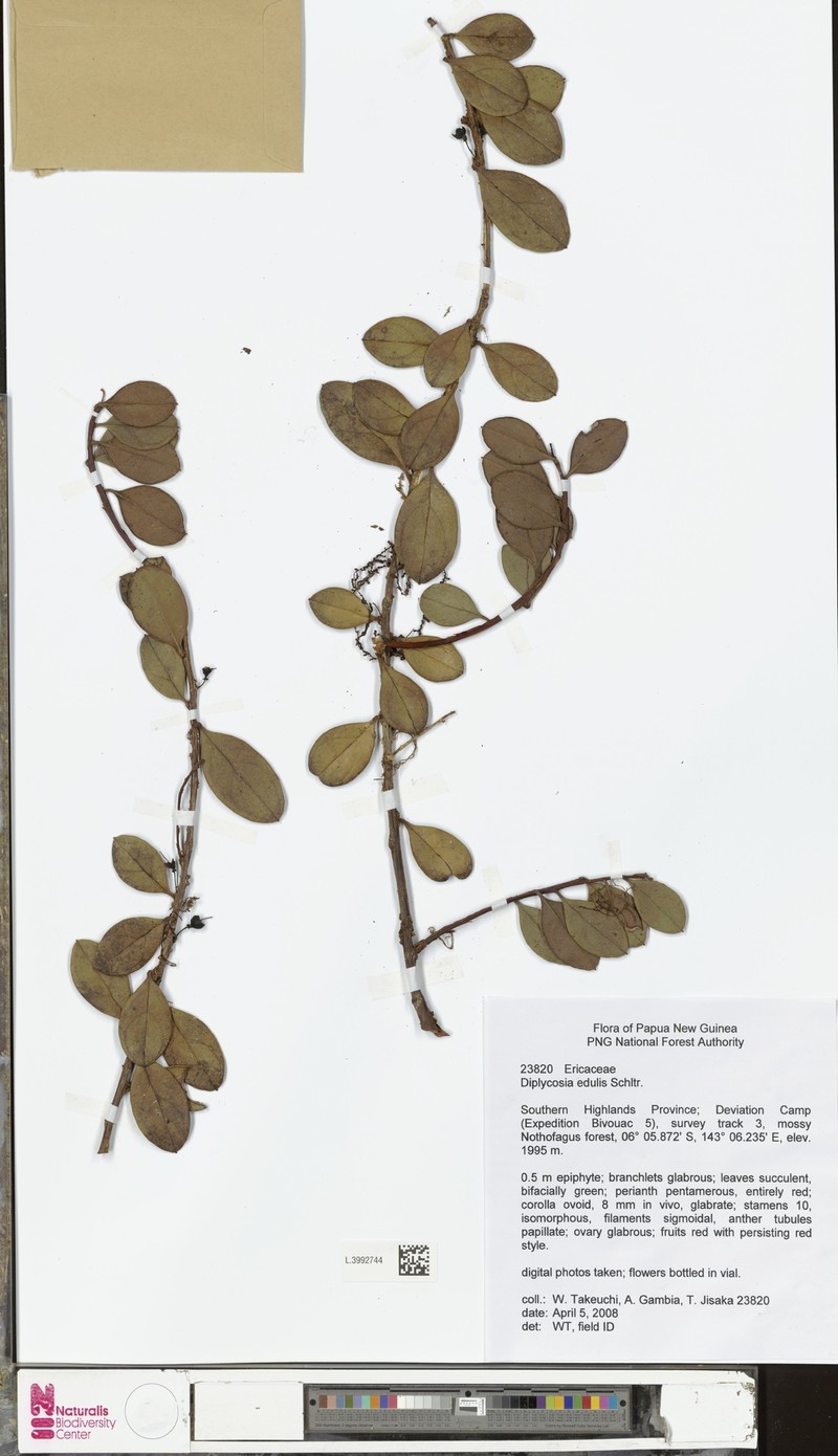 Gaultheria edulis photo 2