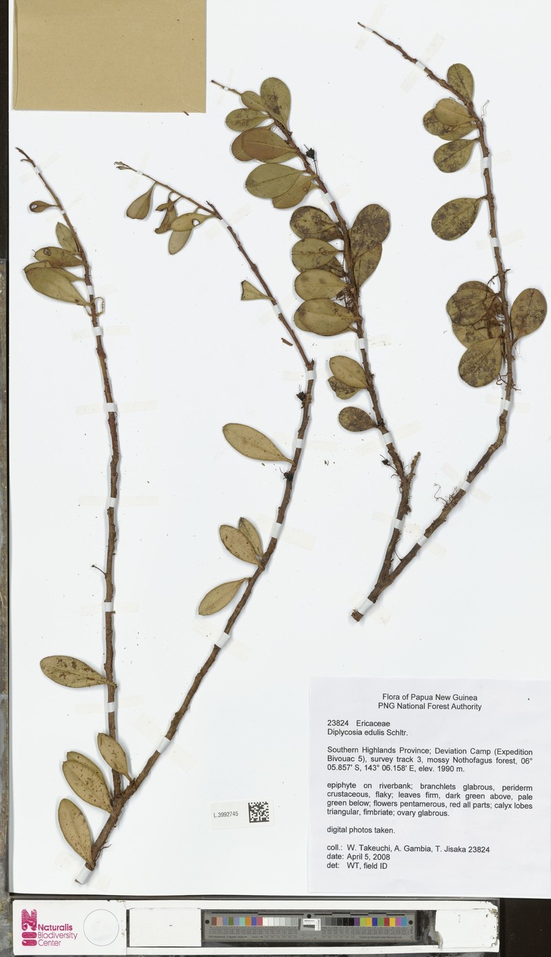 Gaultheria edulis photo 3
