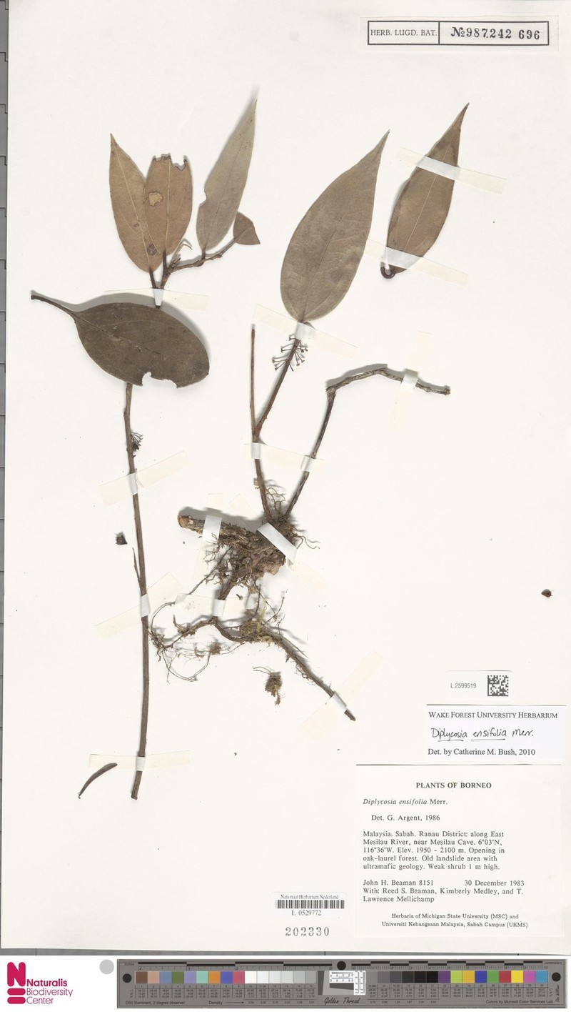 Gaultheria ensifolia