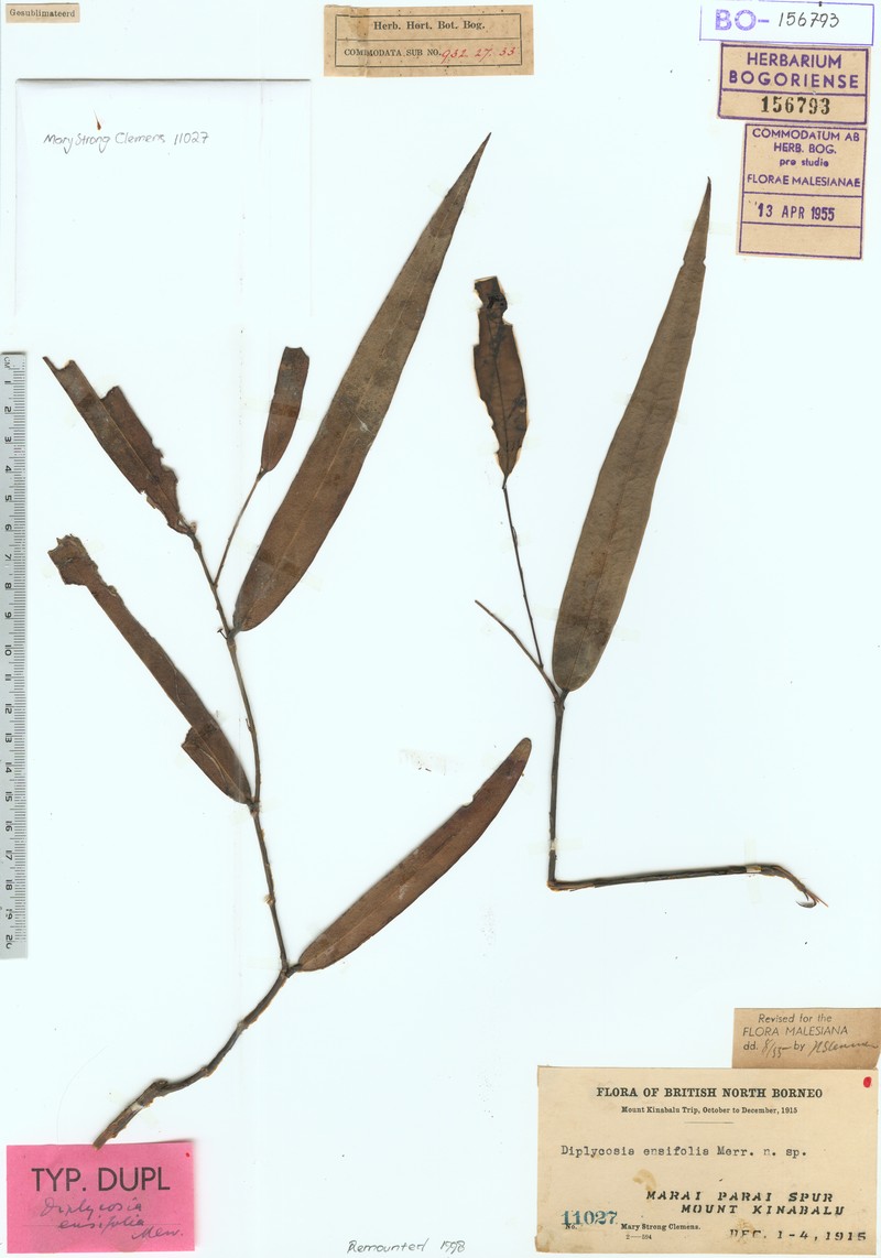 Gaultheria ensifolia photo 2