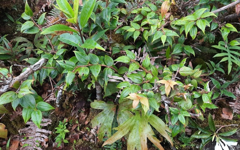 Gaultheria epiphytica