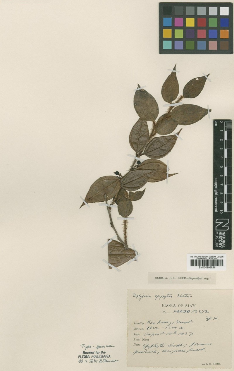 Gaultheria epiphytica photo 2