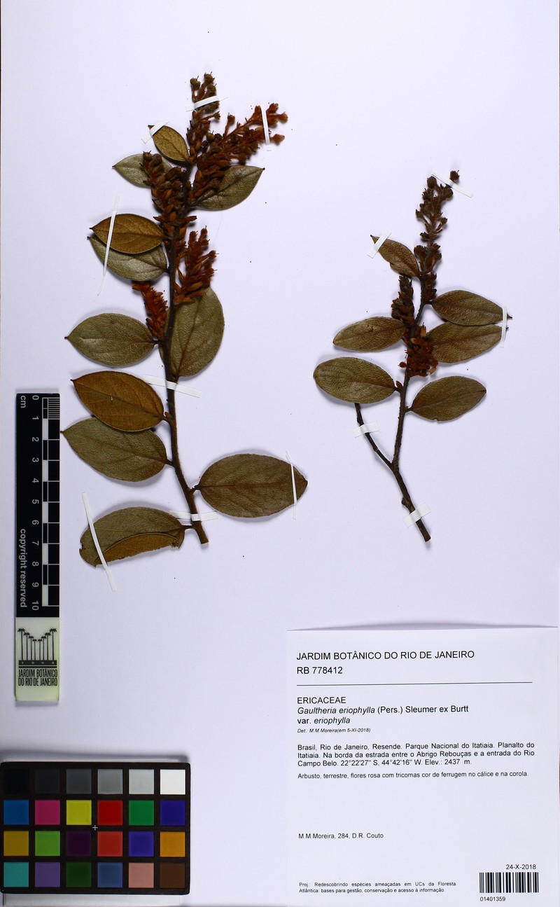 Gaultheria eriophylla var. eriophylla