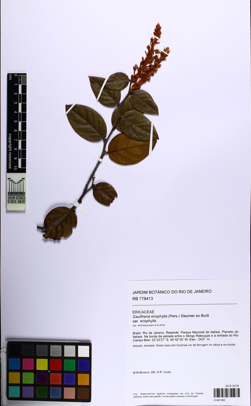 Gaultheria eriophylla var. eriophylla photo 2