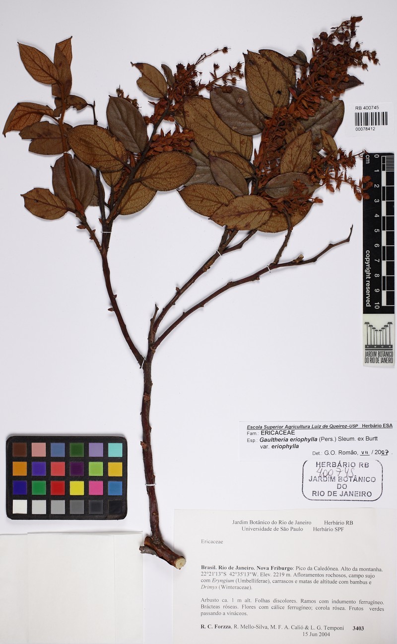 Gaultheria eriophylla var. eriophylla photo 3