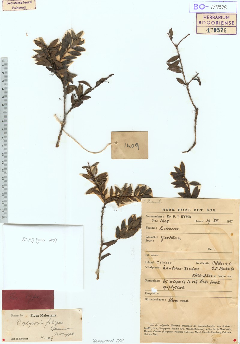 Gaultheria filipes