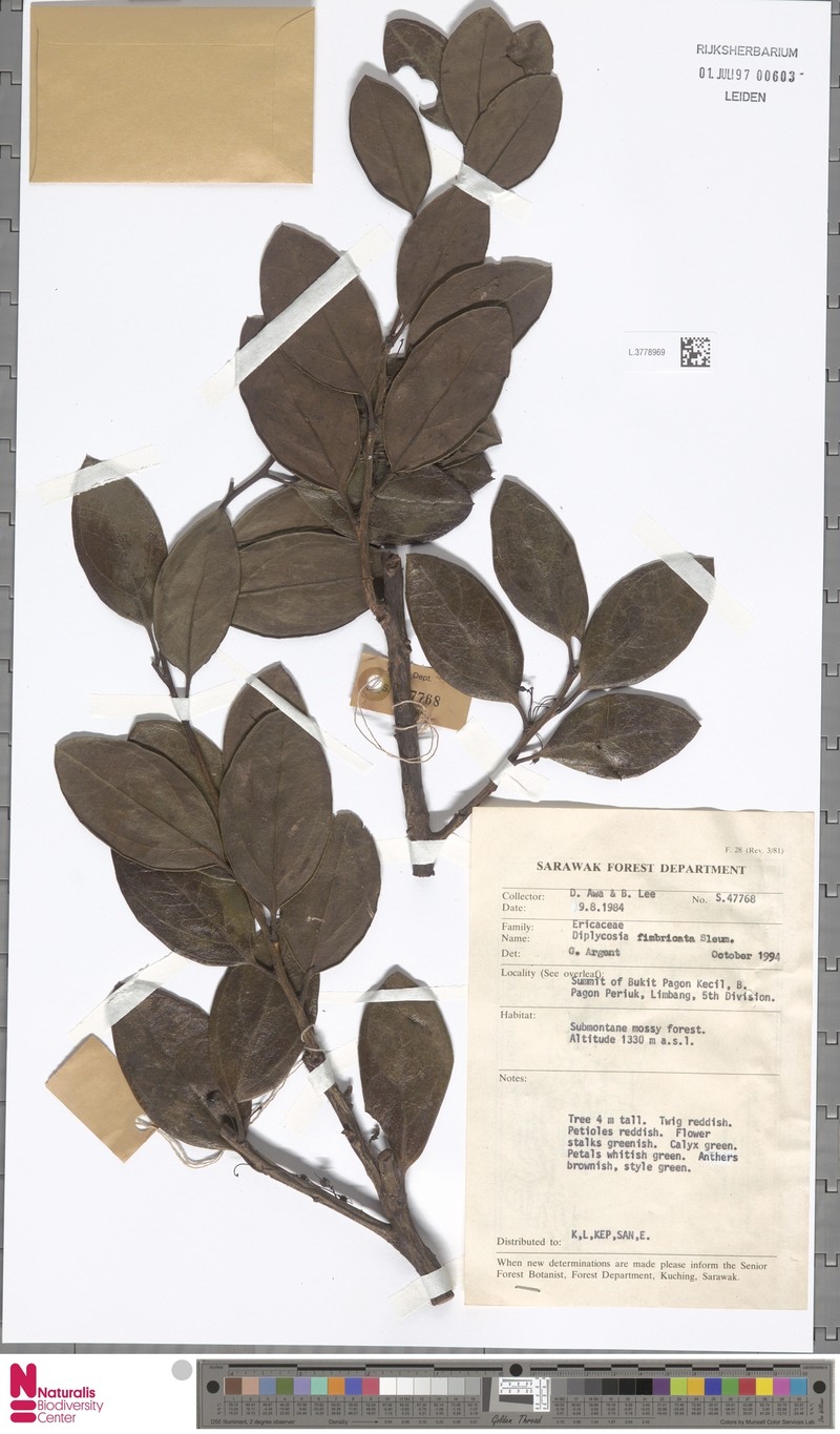 Gaultheria fimbriata photo 2