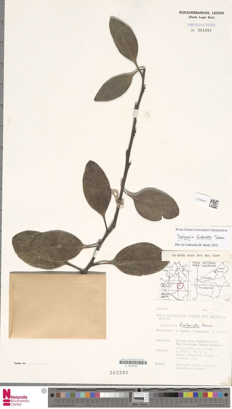 Gaultheria fimbriata photo 3