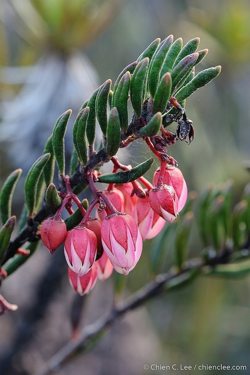 Gaultheria floribunda photo 2