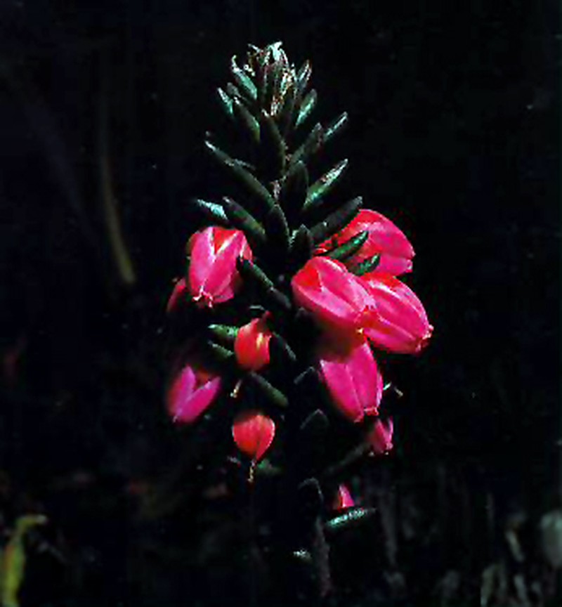 Gaultheria floribunda