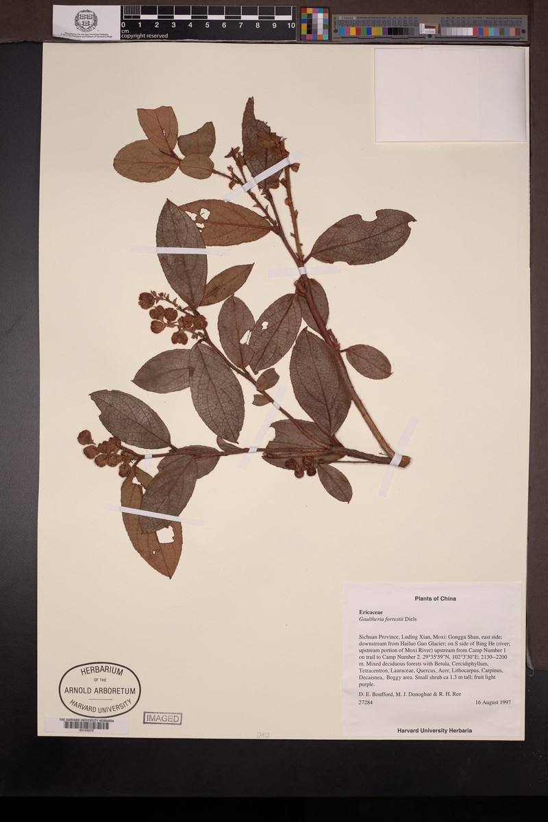 Gaultheria fragrantissima subsp. fragrantissima
