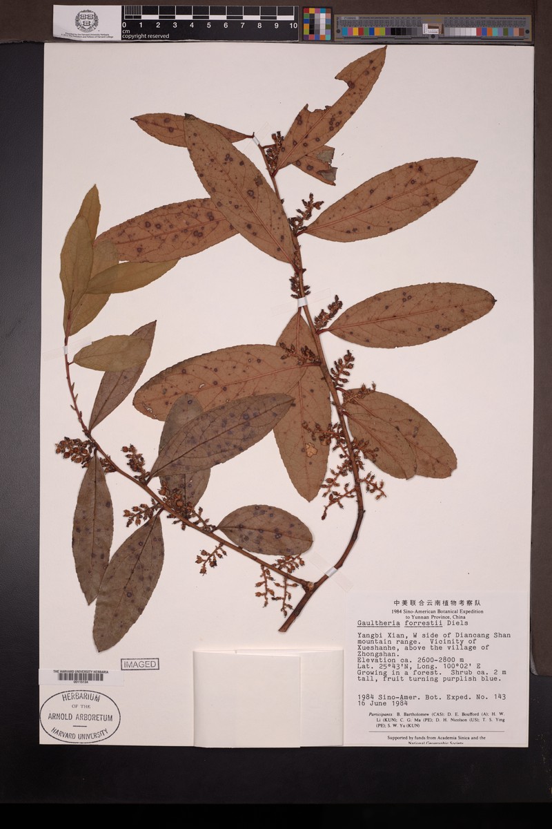 Gaultheria fragrantissima subsp. fragrantissima photo 2