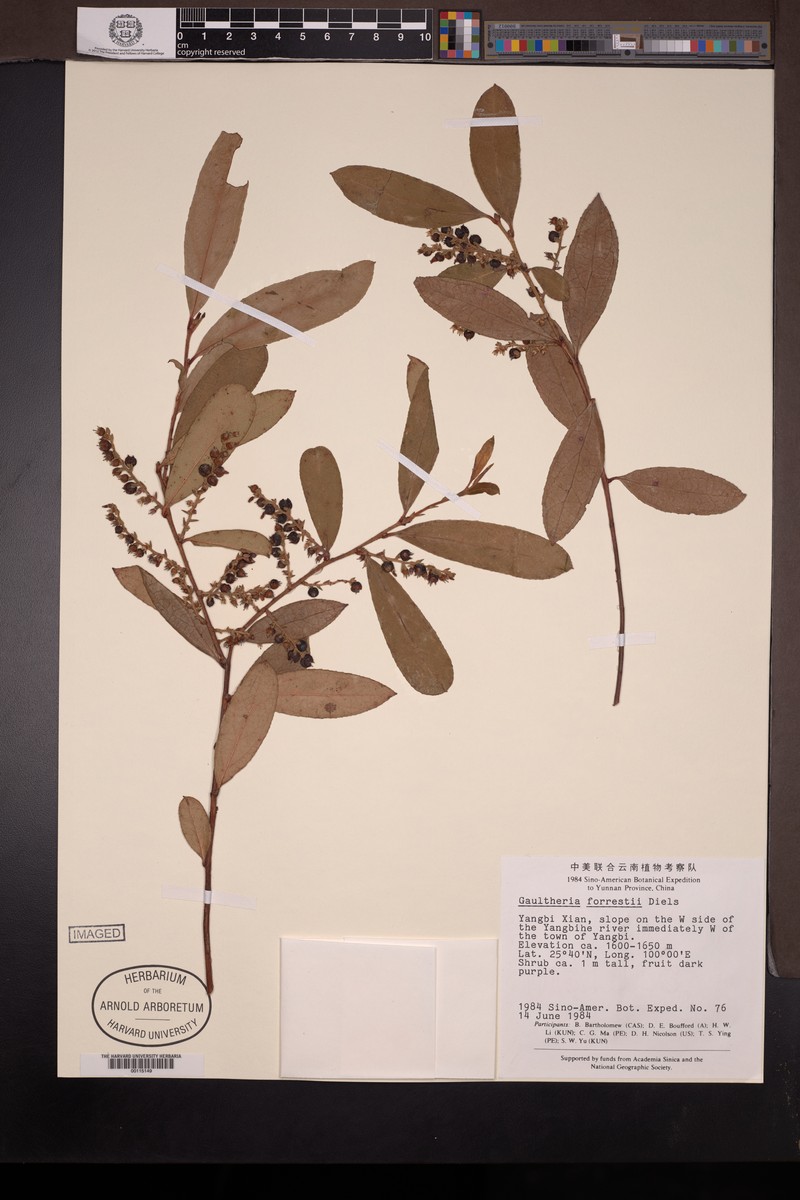 Gaultheria fragrantissima subsp. fragrantissima photo 3
