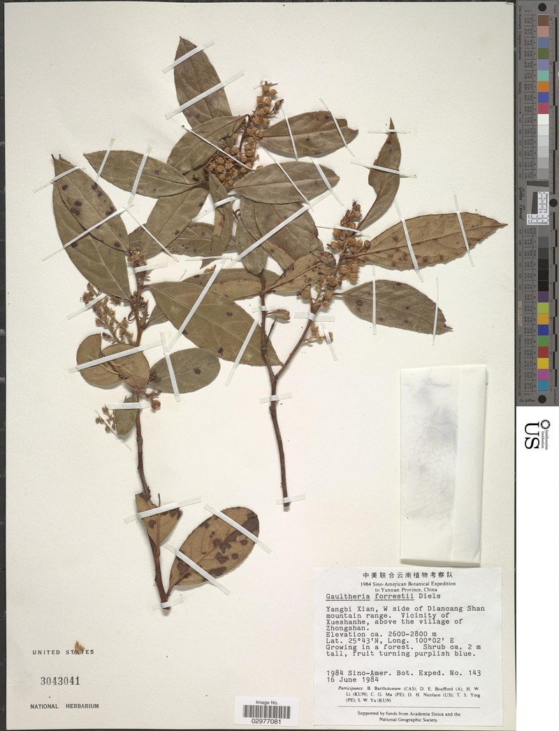 Gaultheria fragrantissima subsp. fragrantissima photo 4