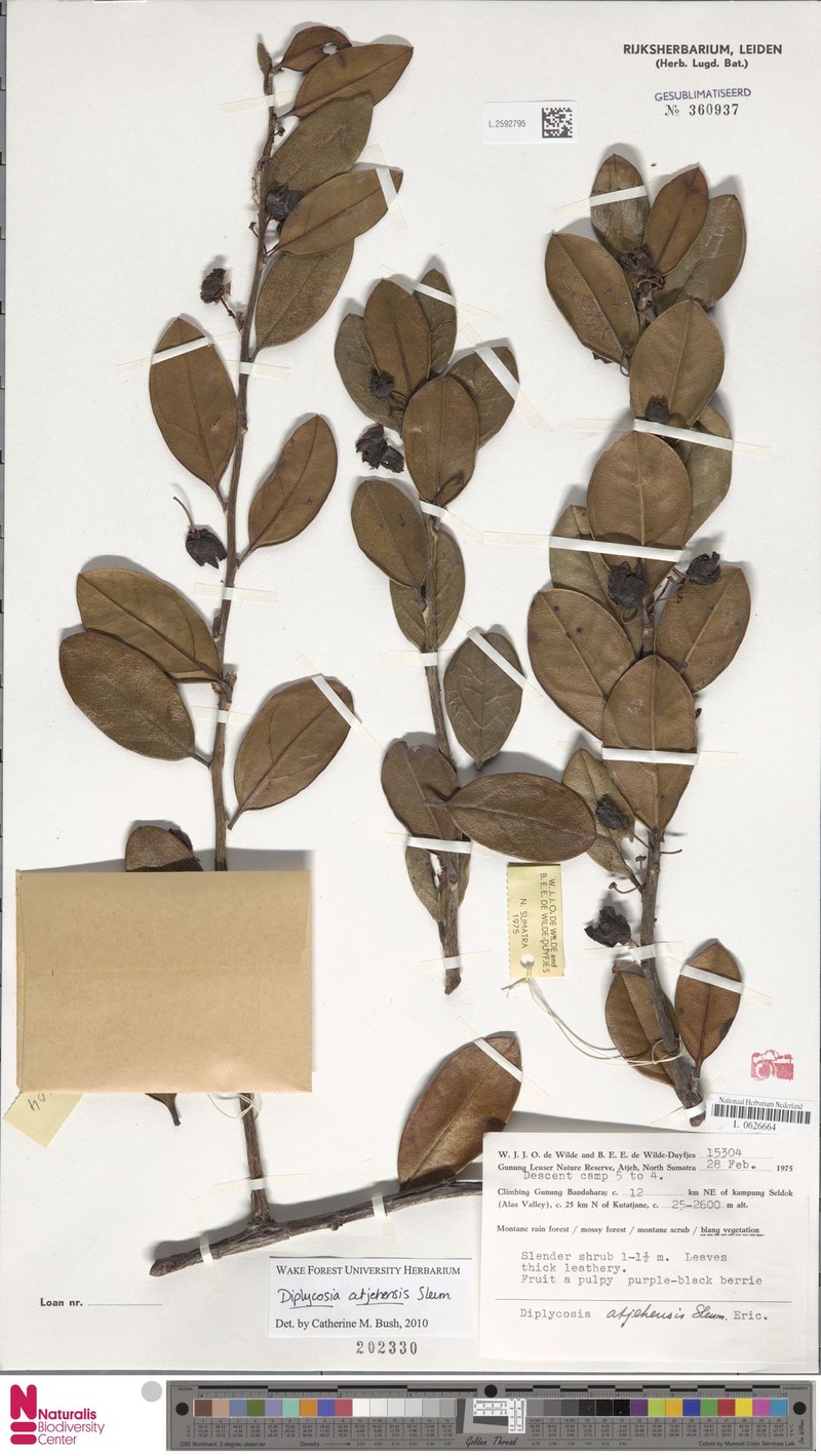 Gaultheria gajoensis photo 2