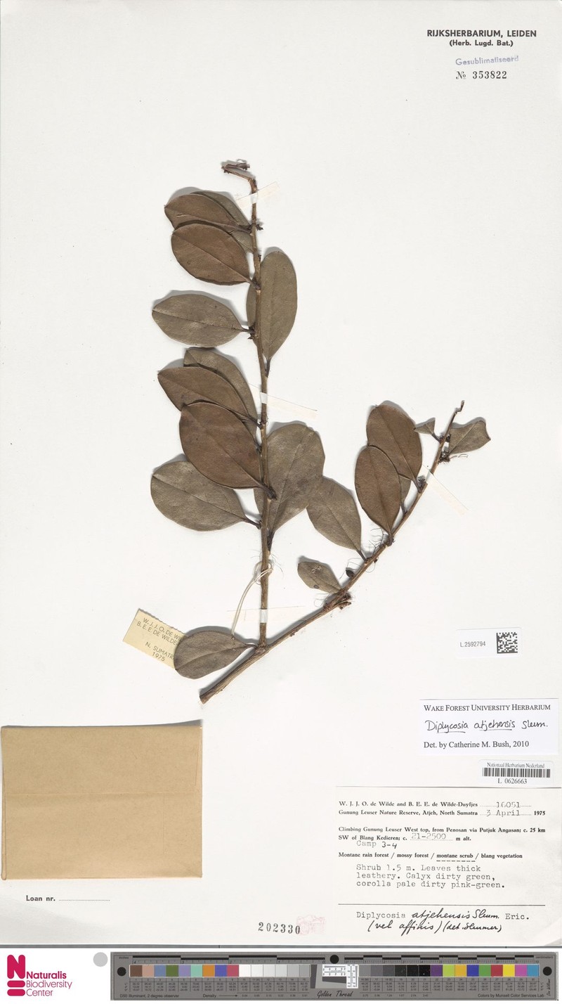 Gaultheria gajoensis photo 3