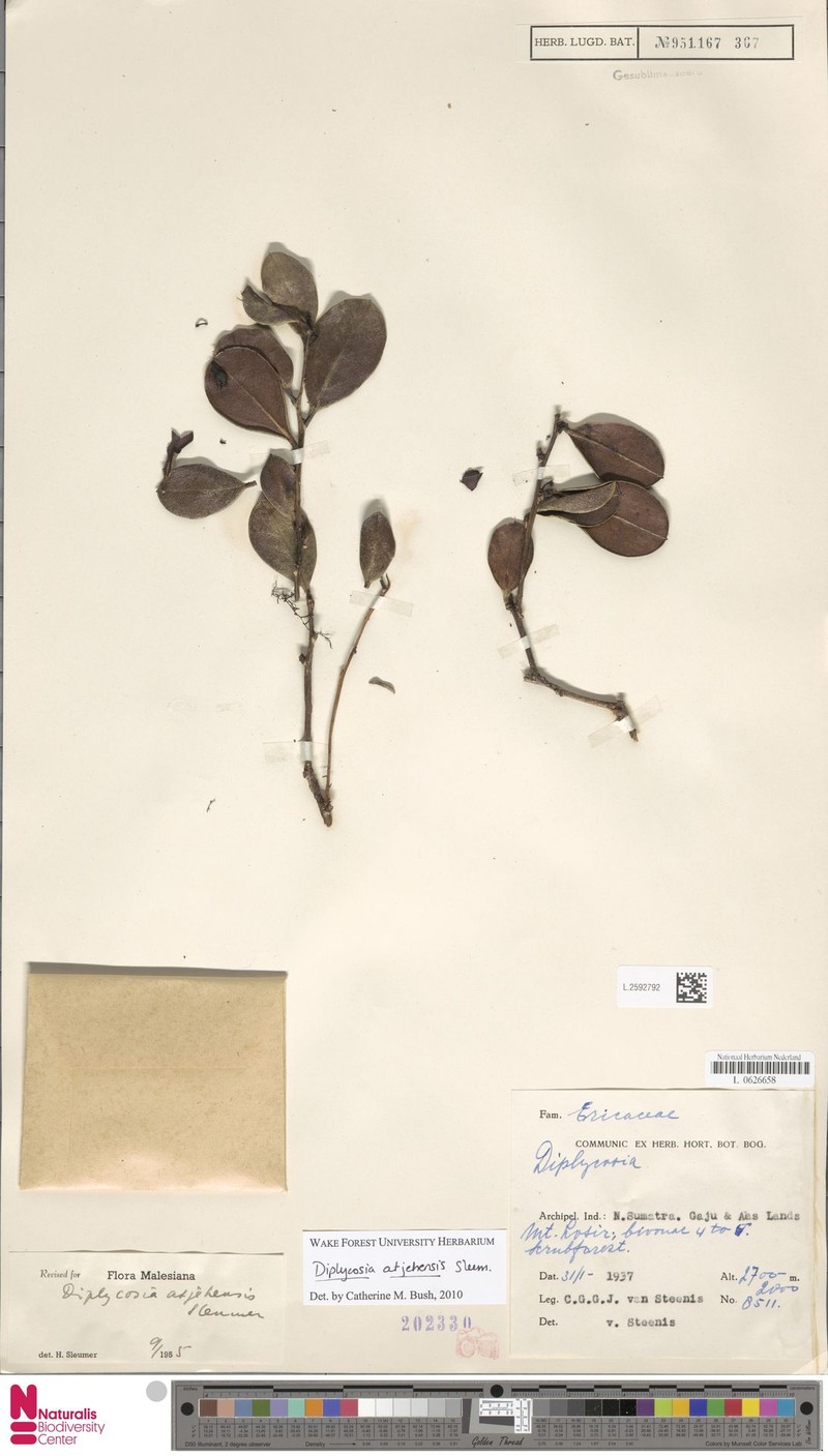 Gaultheria gajoensis photo 4