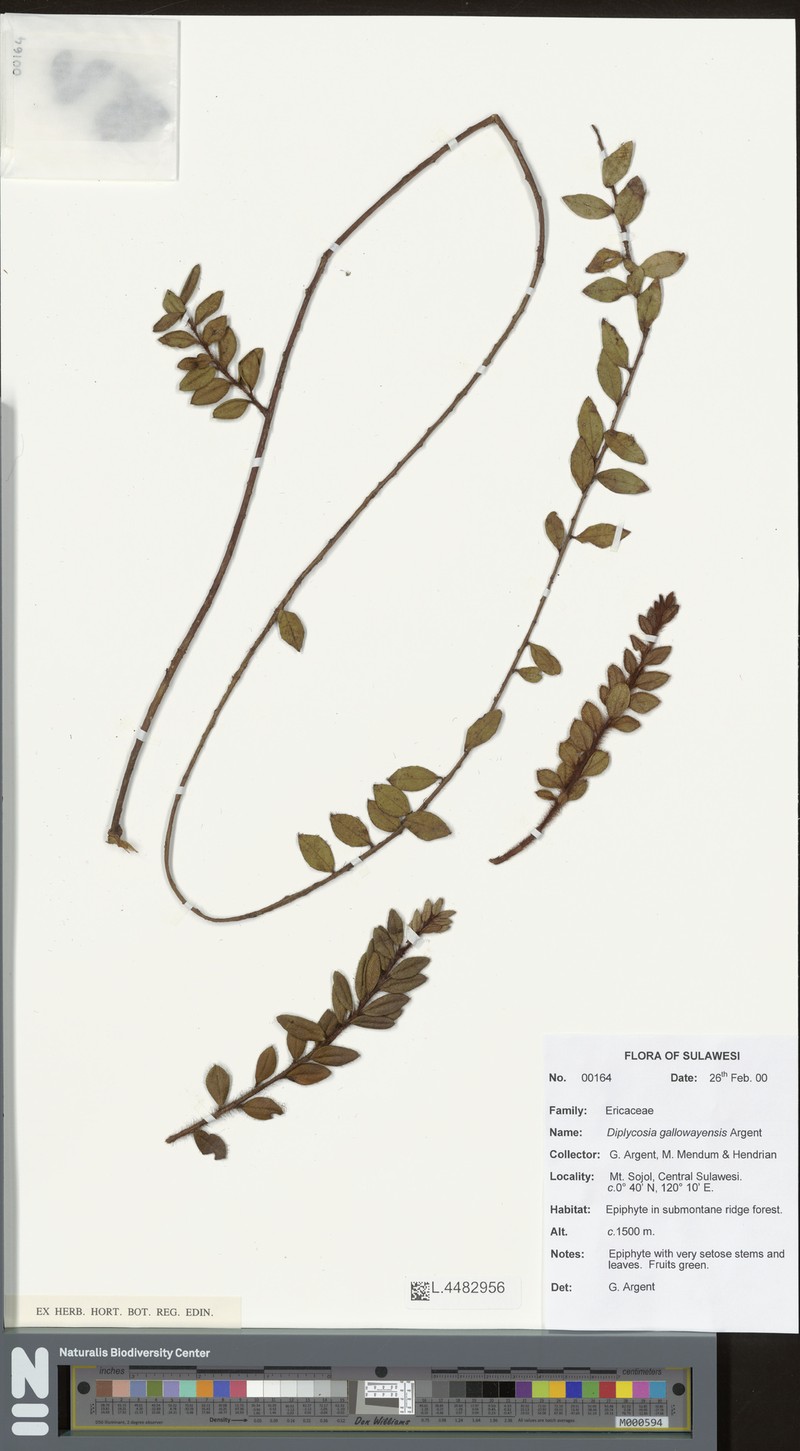 Gaultheria gallowayana