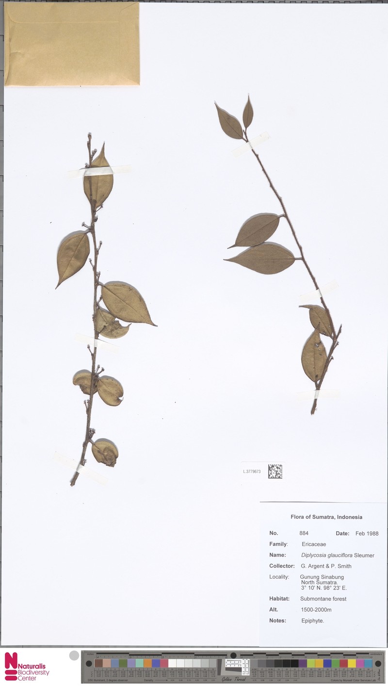 Gaultheria glauciflora