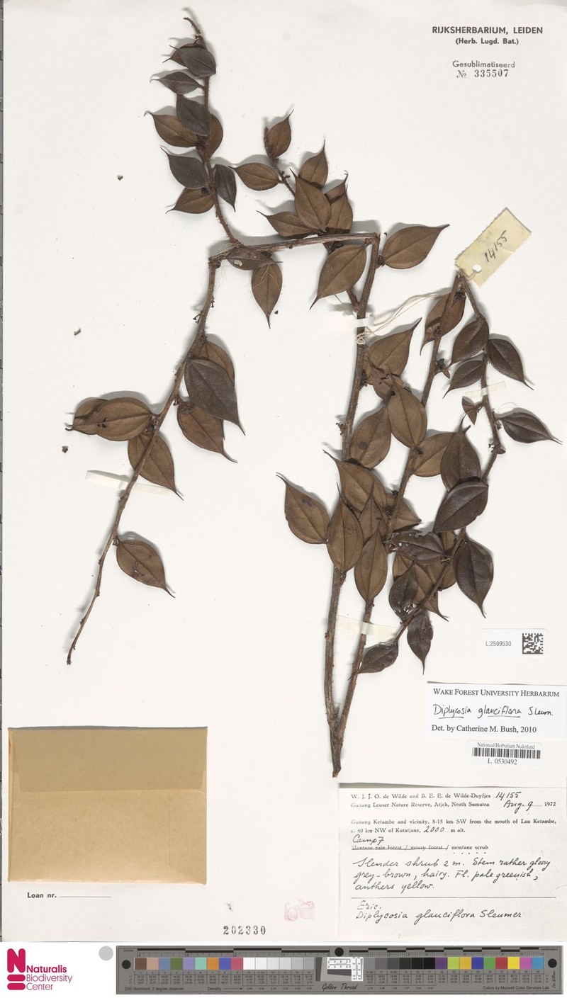 Gaultheria glauciflora photo 3