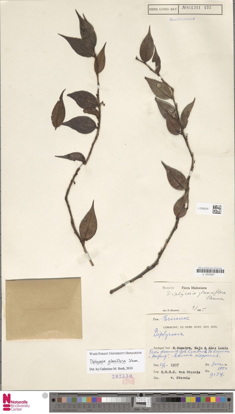 Gaultheria glauciflora photo 4