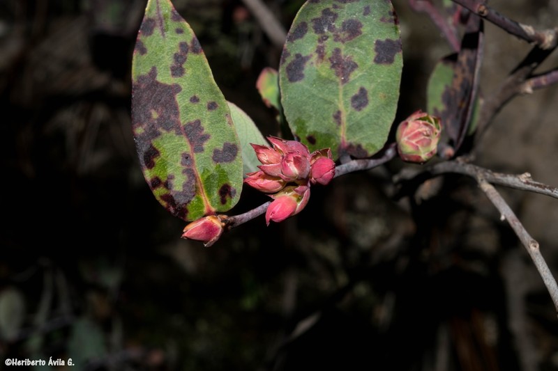 Gaultheria glaucifolia var. glaucifolia