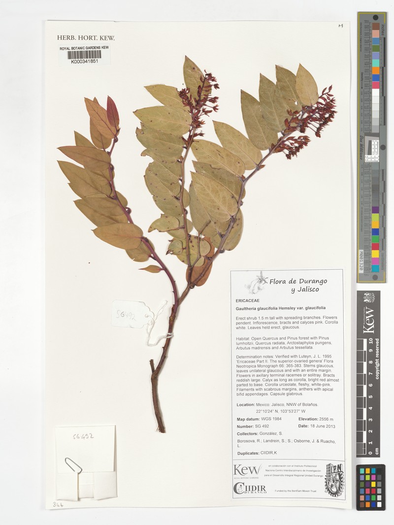 Gaultheria glaucifolia var. glaucifolia photo 2