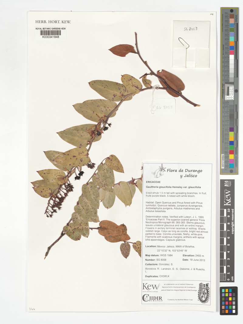 Gaultheria glaucifolia var. glaucifolia photo 3